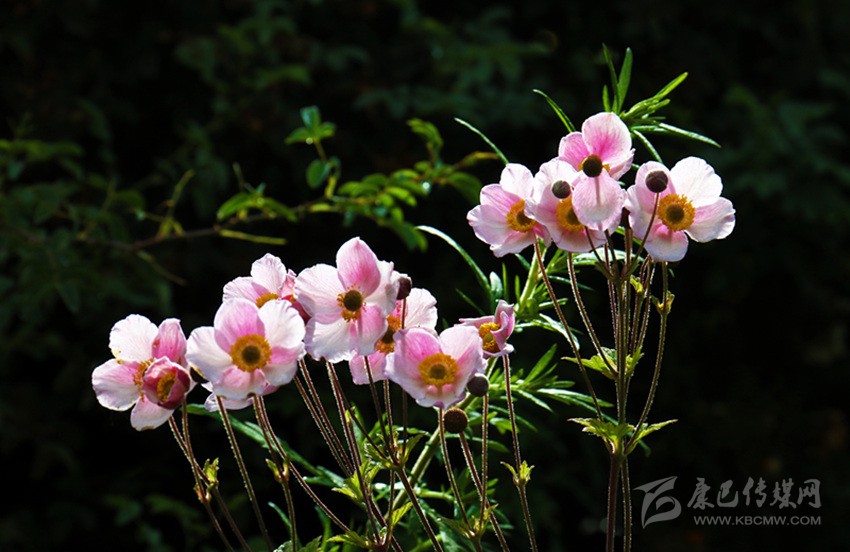 山花爛漫正當時