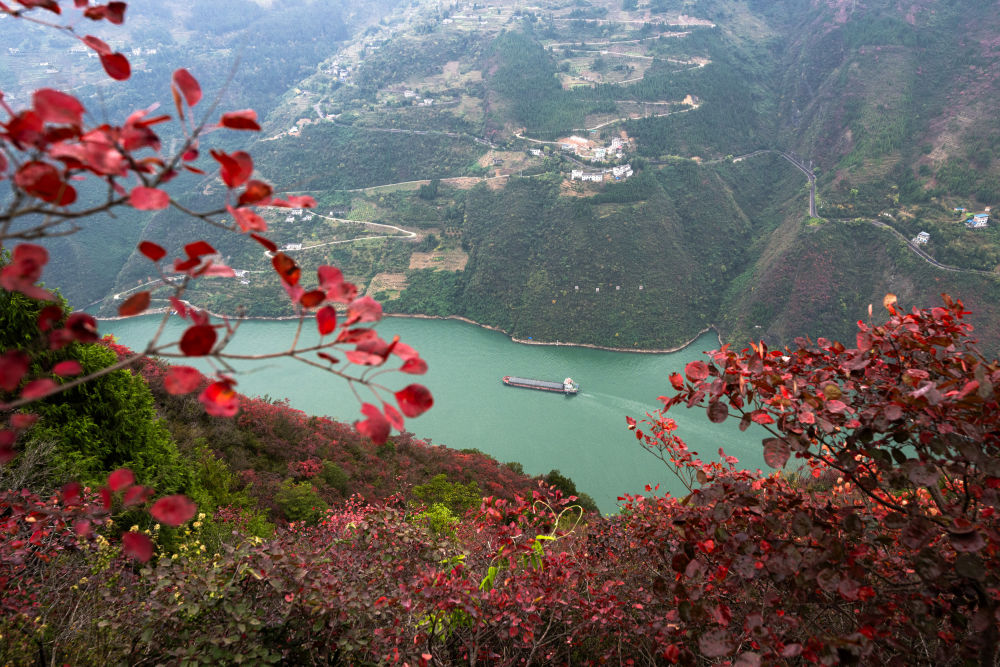 船舶行駛在紅葉掩映下的長江三峽重慶市巫山縣水域（2023年11月30日攝）。新華社記者 肖藝九 攝