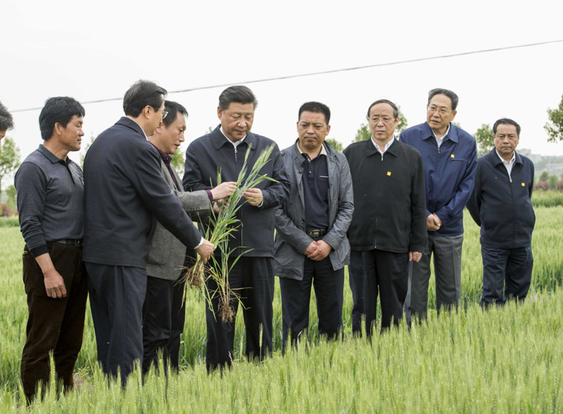 2016年4月25日下午，習(xí)近平在安徽滁州市鳳陽(yáng)縣小崗村察看小麥長(zhǎng)勢(shì)。左一為種糧大戶(hù)程夕兵。新華社記者 李學(xué)仁 攝